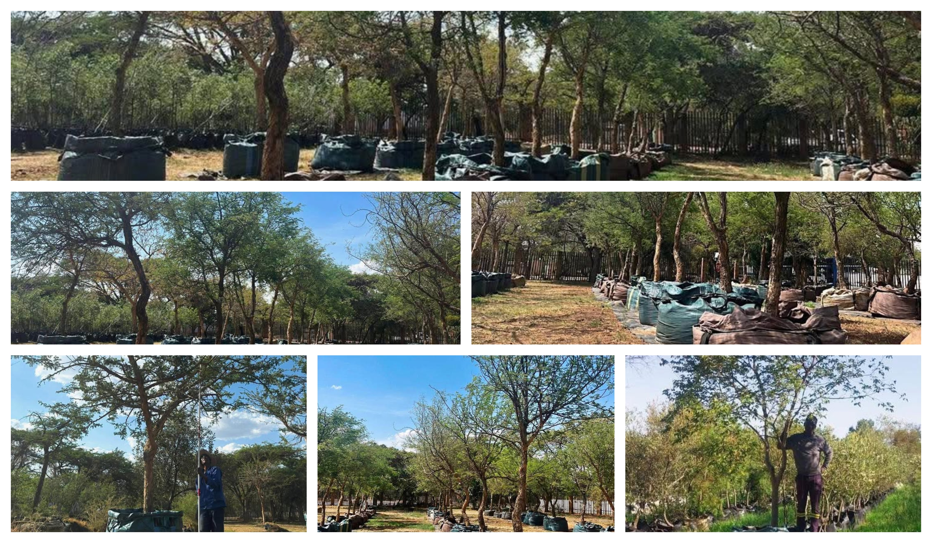 Terra Trees nursery with rows of healthy trees