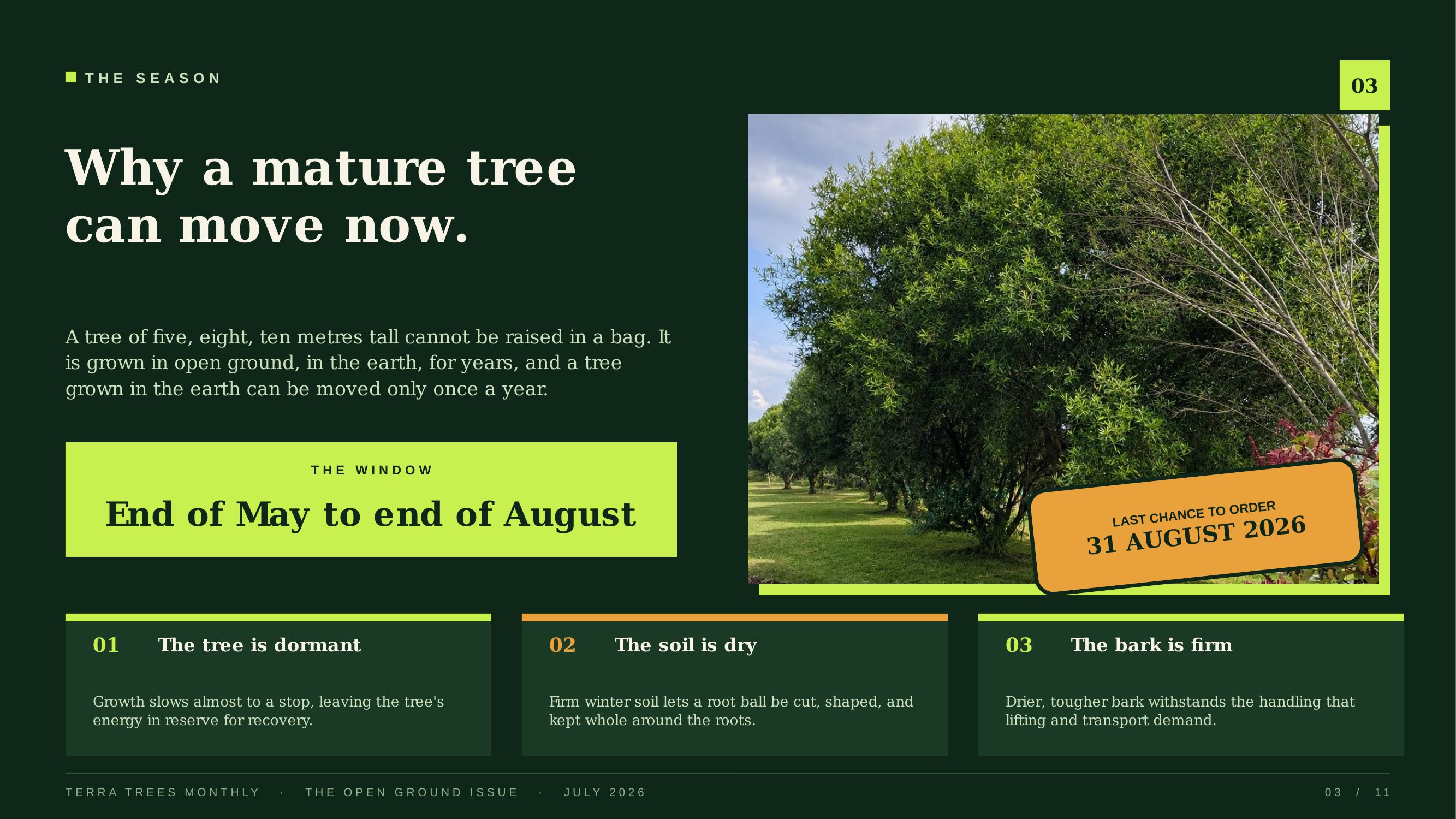 Why a mature tree can move now — end of May to end of August