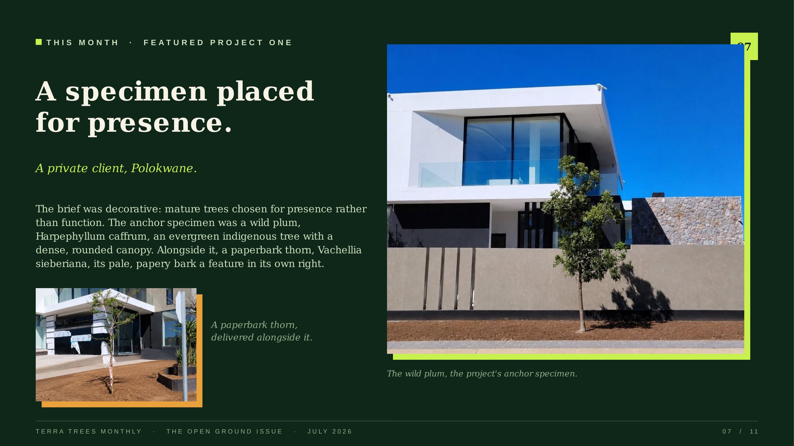 A specimen placed for presence — private client, Polokwane